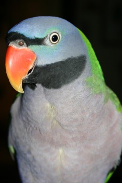 Orange beak blue head