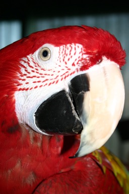 Red macaw close up