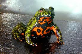 Oriental Fire Belly Toad