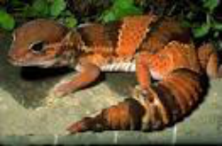 African Fat-tailed Gecko