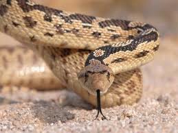 Bullsnake