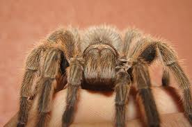 Chilean Rosehair Tarantula