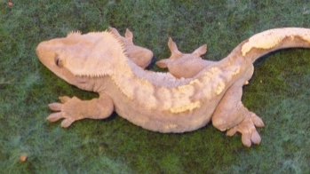 Crested Gecko