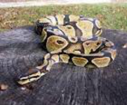 Lemon Pastel Ball Python