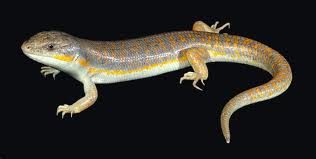 Schneider Skink