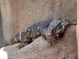 White Throated Monitor