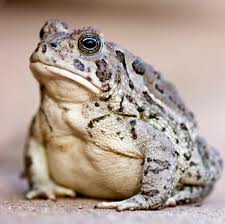 Woodhouse Toad