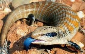 Blue Tongued Skink
